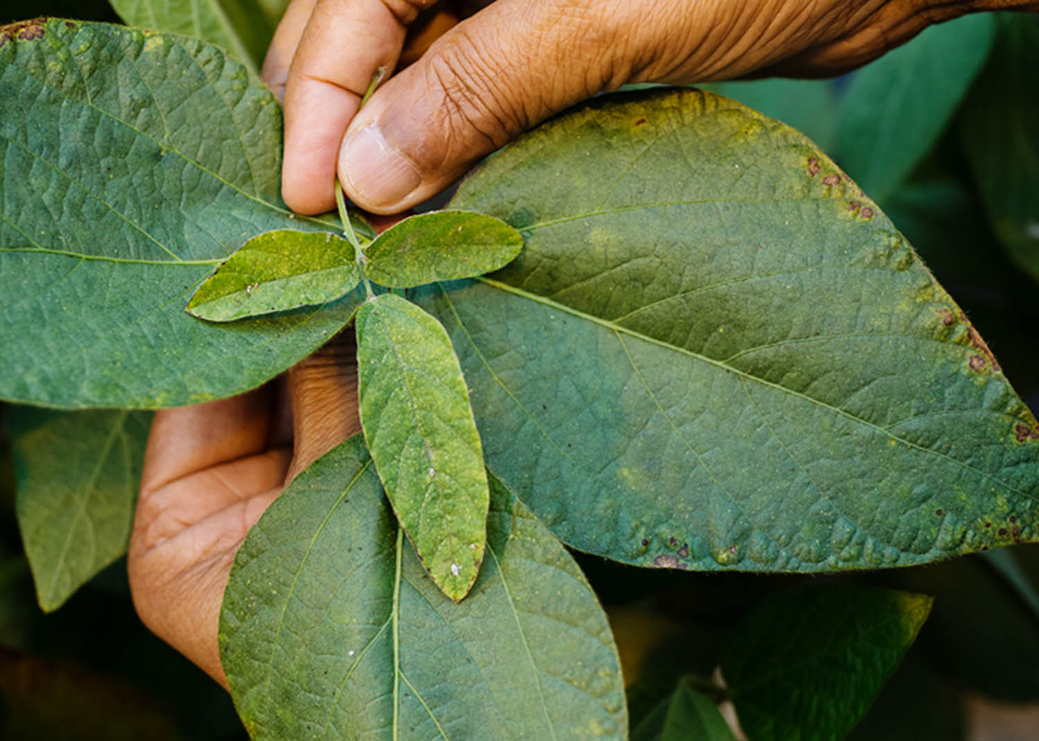 A cross between soybean and a related species, Glycine tomentella (which has smaller leaves) yielded some hybrid plants with resistance to common soybean pathogens. Photo by L. Brian Stauffer.
